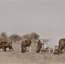 Omc 1985.008.019 Image 600dpi